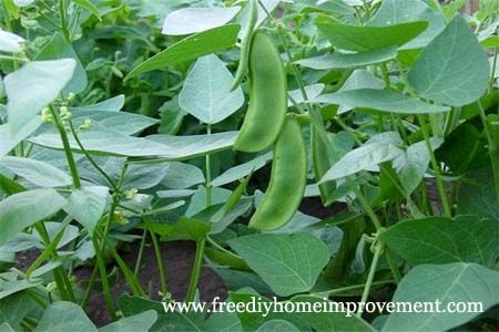 زراعة حبوب الزبدة في حديقتك