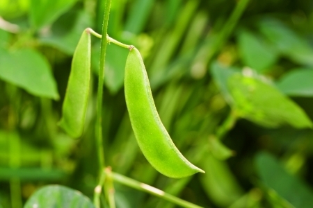 Menanam Kacang Mentega Di Kebun Anda