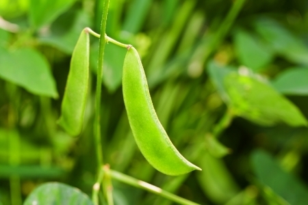 Cultivarea boabelor de unt în grădina ta