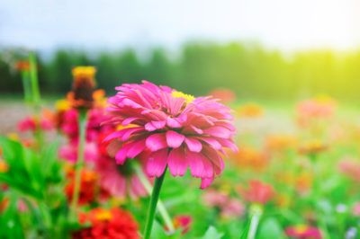 Zinnia Plant Staking - Wie man Zinnia-Blumen in den Garten steckt