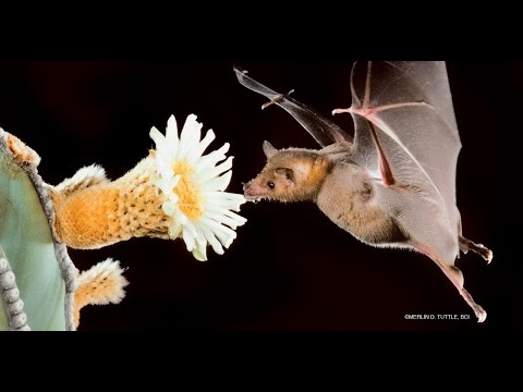 الخفافيش كملقحات: ما تقوم به النباتات بتلقيح الخفافيش