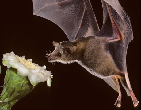 Los murciélagos como polinizadores: qué hacen las plantas Los murciélagos polinizan