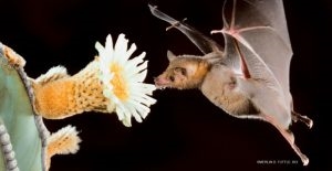 Flaggermus som pollinatorer: Hvilke planter pollinerer flaggermus