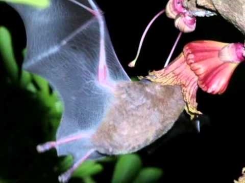 Morcegos como polinizadores: que plantas os morcegos polinizam