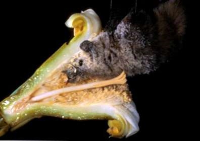 ค้างคาวในฐานะ Pollinators: พืชมีอะไรบ้างค้างคาวผสมเกสร