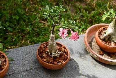 Menentukan Pemadatan Tanah: Apakah Tanah Saya Terlalu Padat Untuk Berkebun