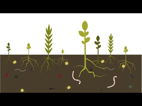 Dirvožemio tankinimo nustatymas: ar mano dirvožemis yra per tankus sodininkystei