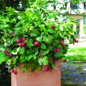 Njega kontejnera maline: Kako posaditi malinu u loncu