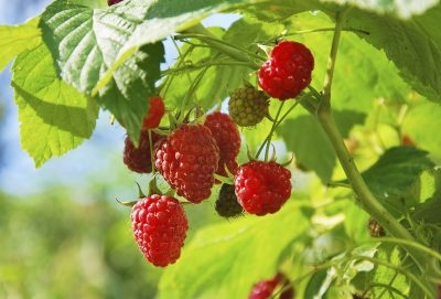 Perawatan Kontainer Raspberry: Cara Menanam Raspberry Dalam Pot