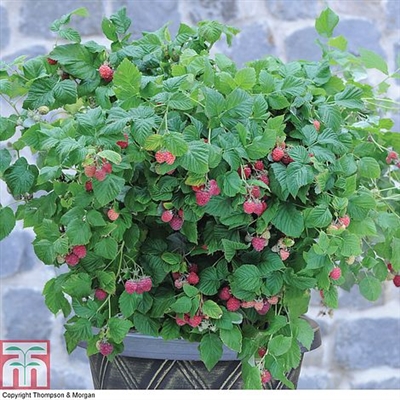 Penjagaan Bekas Raspberry: Cara Menanam Raspberi Di Pot