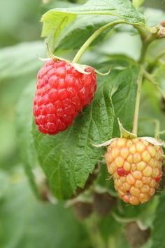 Raspberry Container Care: Como plantar framboesas em vasos