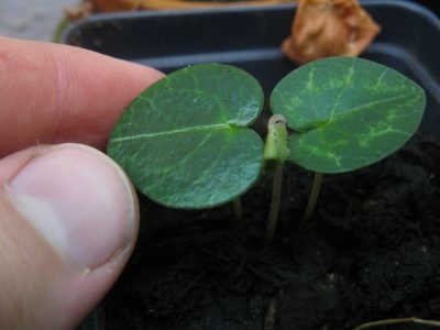 Tudjon meg többet a Cyclamen vetőmagok szaporításáról és osztályozásáról