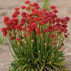 Tìm hiểu về tuyên truyền và phân chia hạt giống Cyclamen