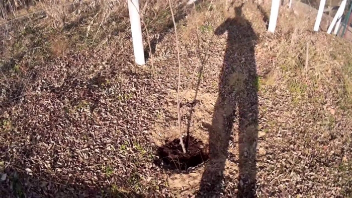 Mogyorófa beporzás - mogyorófákat kell beporzani