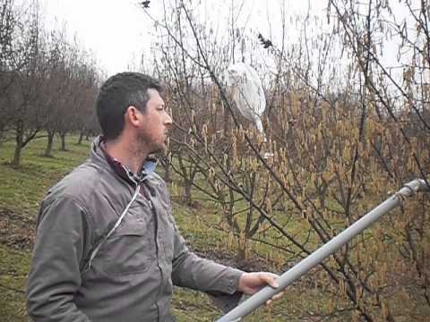 Impollinazione di alberi di nocciole - Gli alberi di nocciole devono attraversare l'impollinazione