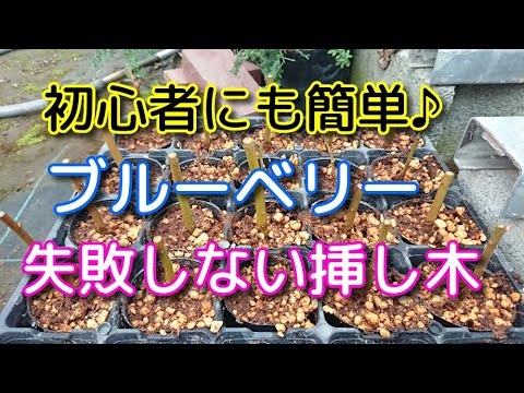ヘーゼルナッツの木の受粉–ヘーゼルナッツの木は受粉を交配する必要がありますか