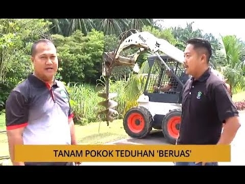 Pendebungaan Pokok Hazelnut - Adakah Pokok Hazelnut Perlu Melintasi Pendebungaan