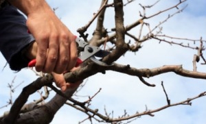 Какво е резитба на корен: Научете за коренната резитба на дървета и храсти