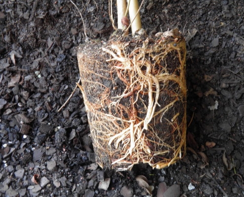 Mis on juurte pügamine: saate teada juurte pügamise puude ja põõsaste kohta