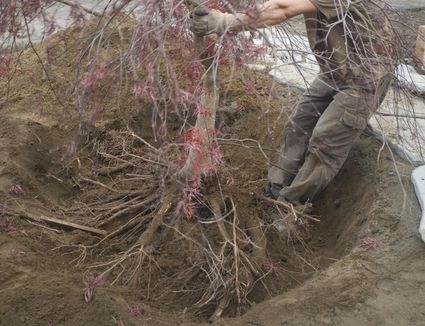 Qu'est-ce que la taille des racines: en savoir plus sur l'élagage des racines des arbres et des arbustes