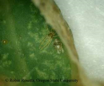 회양목에 거미 진드기 손상 – 회양목 거미 진드기는 무엇입니까