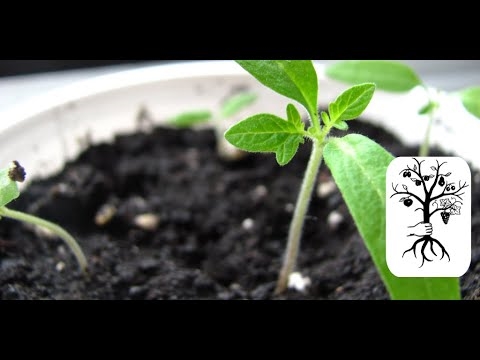 Keimung von Clivia-Samen: Wie keime ich Clivia-Samen?