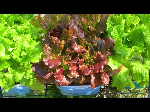 クリビア種子の発芽：クリビア種子の発芽方法