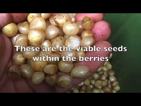 Clivia frø spiring: Hvordan spirer jeg Clivia frø