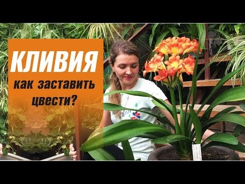 Прорастание семян Clivia: как мне прорастить семена Clivia