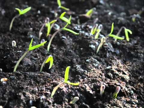 Klijavost semen Clivia: Kako kalijo semena Clivia