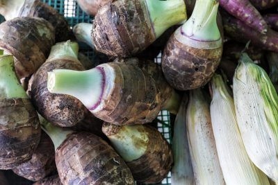Pěstování Taro pro potraviny: Jak pěstovat a sklízet kořeny Taro