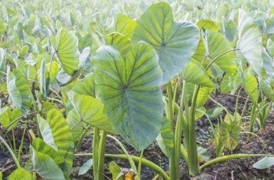 Uprawa Taro na żywność: jak uprawiać i zbierać korzenie taro