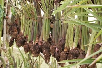 Cultivare Taro pentru alimente: Cum să crească și să recolteze rădăcina de Taro