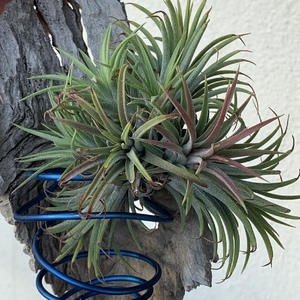 Tillandsia 공기 공장 부활 : 공기 공장을 되 살릴 수 있습니까