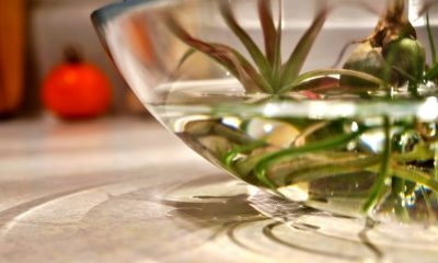Oživenie leteckého závodu v Tillandsia: Môžete oživiť letecký závod