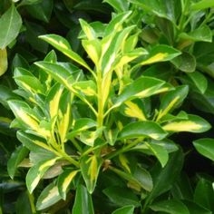 Golden Euonymus Care: Dyrkning af Golden Euonymus Buske i haven