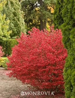 Golden Euonymus Care: Wachsende goldene Euonymus-Sträucher im Garten