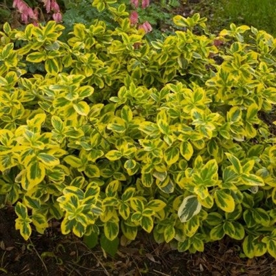 Njega zlatnog Euonymusa: Uzgoj zlatnih grmlja Euonymus u vrtu
