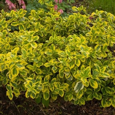 Arany Euonymus gondozás: Növekszik az arany Euonymus cserjék a kertben