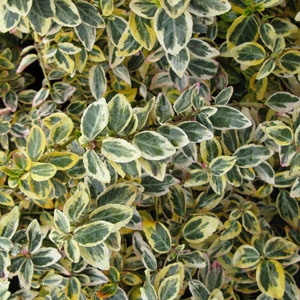 Golden Euonymus Care: Crescendo arbustos dourados Euonymus no jardim