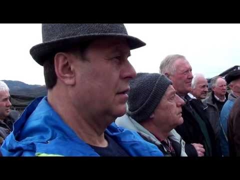 Одржавање јапанског тиса - Савјети за обрезивање јапанског тиса