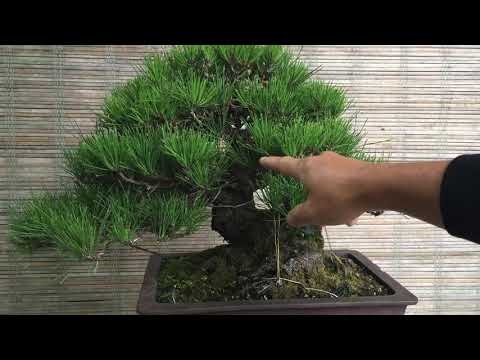 Bảo dưỡng tỉa cành của Nhật Bản - Mẹo để cắt tỉa một cây thủy tùng Nhật Bản