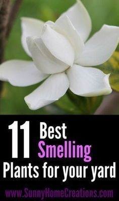 Mirisne vrtne biljke - najbolje mirisne biljke za vrtove