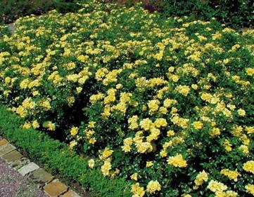 Piante da giardino profumate - Le migliori piante profumate per giardini