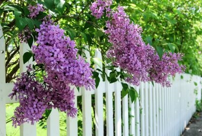 Geurige tuinplanten - Best ruikende planten voor tuinen