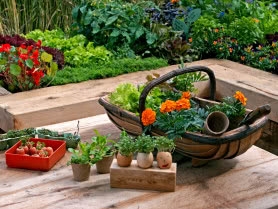 Pachnące rośliny ogrodowe - najlepiej pachnące rośliny do ogrodów