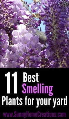 Plantas de jardim perfumadas - melhores plantas com cheiro para jardins