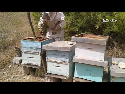 نصائح زراعة العسل: كيفية زراعة العسل في الأواني