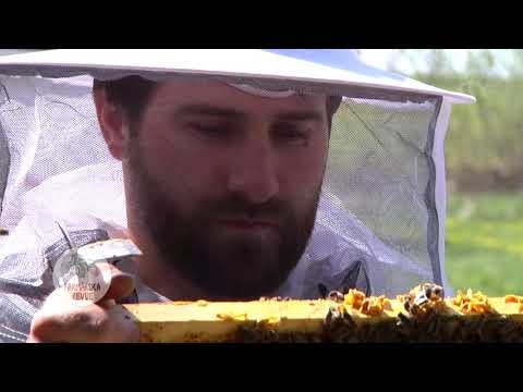 Tipy pro pěstování medu: Jak pěstovat med v hrncích