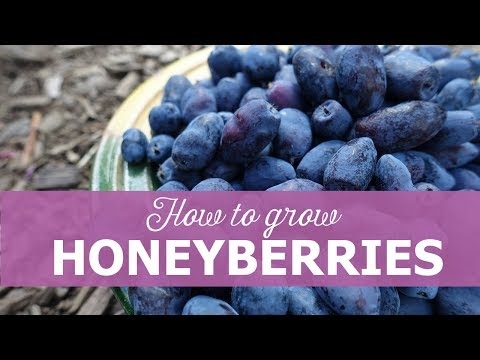 Tips Menanam Honeyberry: Cara Menanam Madu Dalam Pot